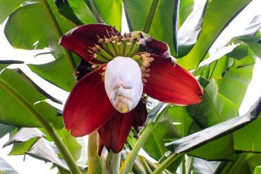 Bahçede muz çiçeği 