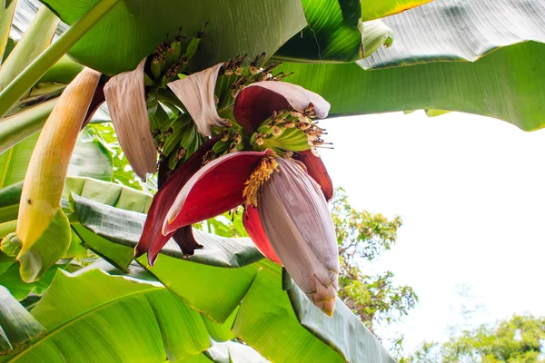 Pisang mekar di taman — Stok Foto