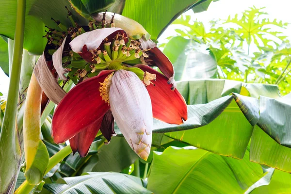 Flor de plátano en el jardín — Foto de Stock