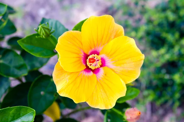 Vivid yellow hibicus is blooming — Stock Photo, Image