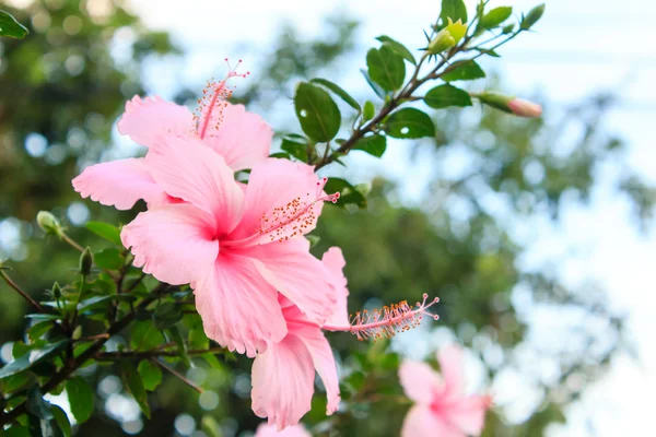 Kvetoucí živý růžový hibicus — Stock fotografie