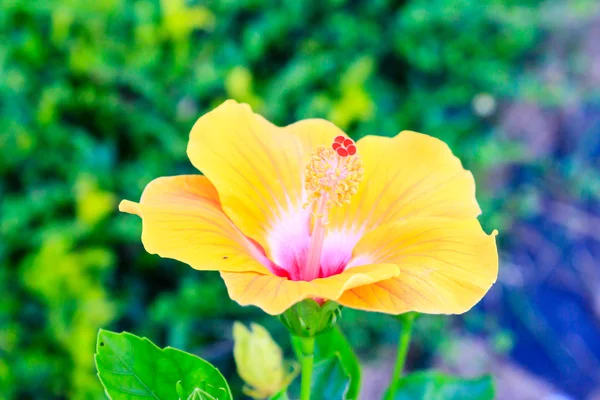 L'hibicus jaune vif fleurit — Photo