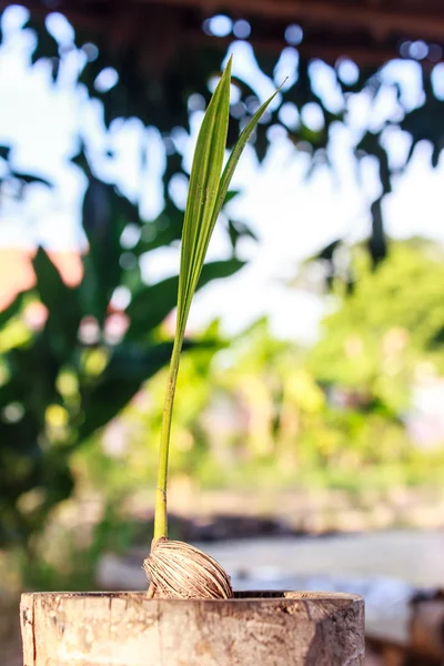 Palmera de betel — Foto de Stock