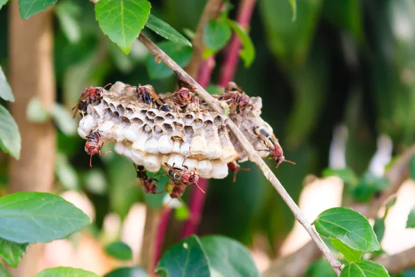 Wasp nest Wasp nest on gooseberry branch — Stock Photo, Image