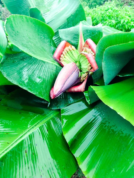 Flor de banana — Fotografia de Stock