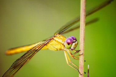 yusufçuk - sarı yusufçuk portresi 