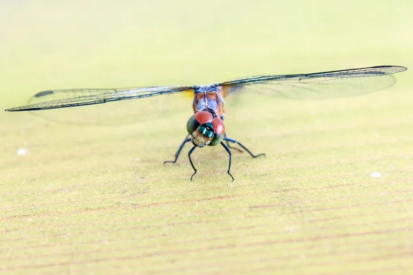 Blue dragonfly — Stock Photo, Image