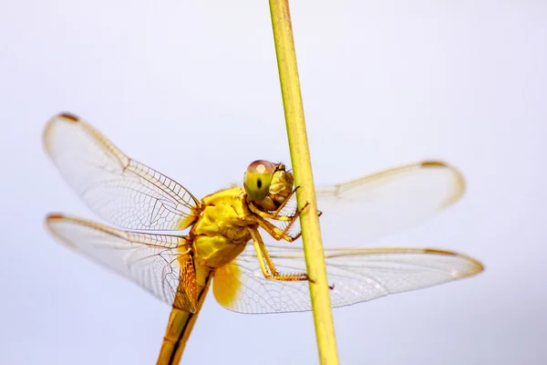 Portrait de libellule - libellule jaune — Photo