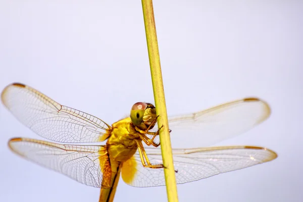 Portrait de libellule - libellule jaune — Photo