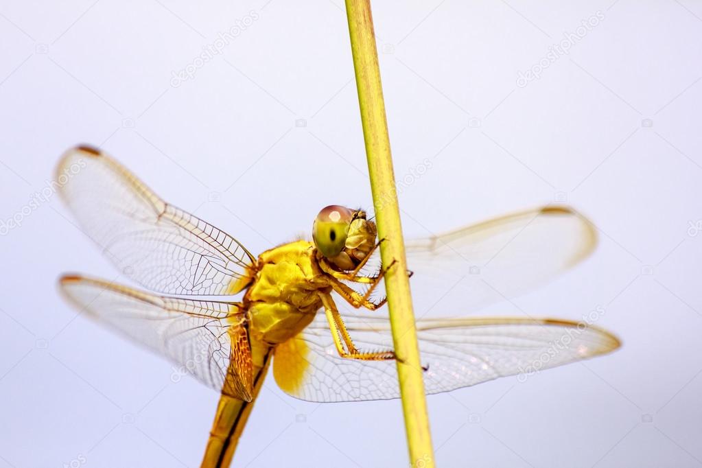 Portrait of dragonfly - Yellow dragonfly 