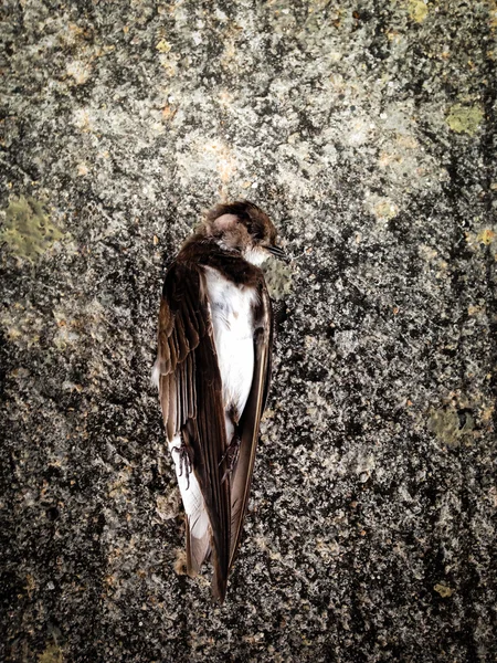 Swallow liket, död fågel — Stockfoto