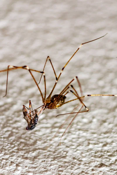 Araña presa insecto macro disparo — Foto de Stock