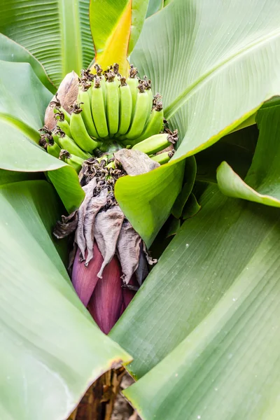 Banánvirág a kertben — Stock Fotó