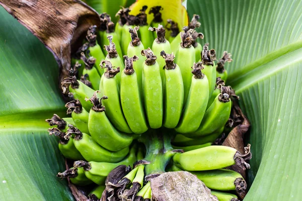 Bananenbloesem in de tuin — Stockfoto