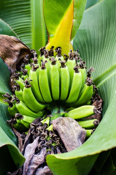 Banana blossom in the garden — Stock Photo, Image