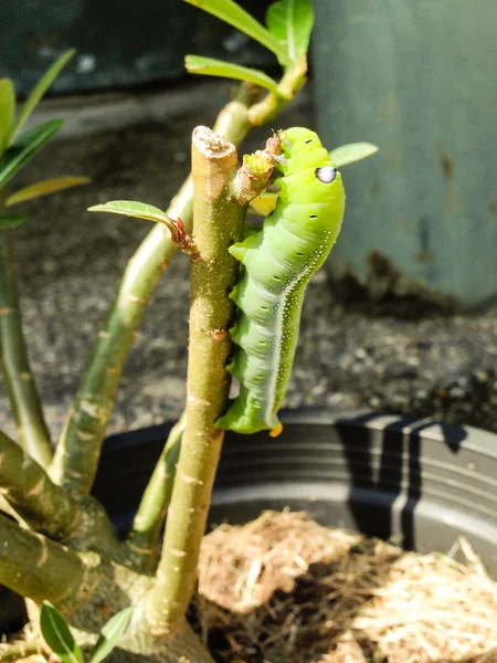 Groene rups op groen blad — Stockfoto