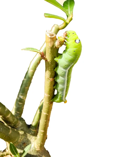 Zielona gąsienica na zielony liść — Zdjęcie stockowe