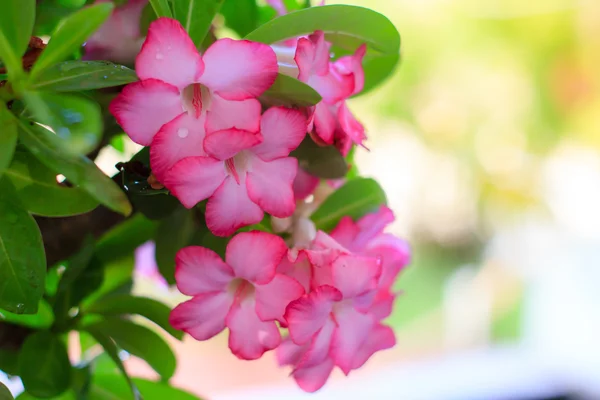 Adenium obesum — Stock fotografie