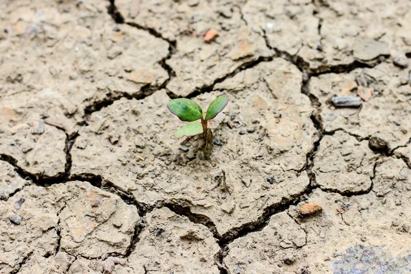 Tree growing through dry cracked soil — Stock Photo, Image