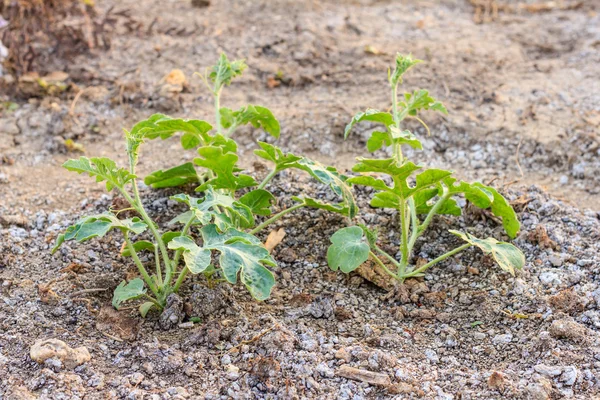 Watermelon plant in a vegetable garden — Stock Photo, Image