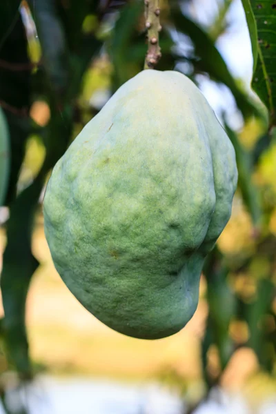 Albero di mango con frutti — Foto Stock