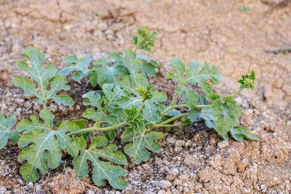 Watermelon plant in a vegetable garden — Stock Photo, Image