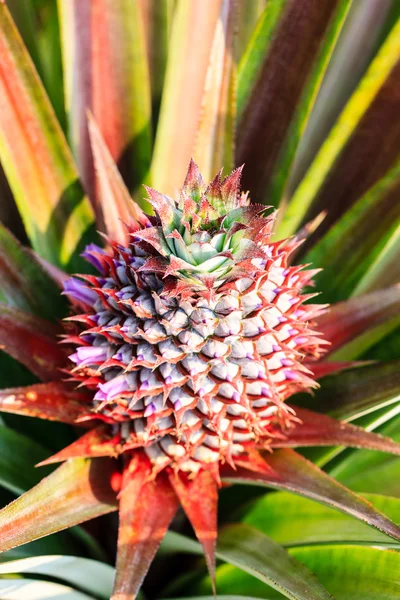 Una piña roja bebé —  Fotos de Stock