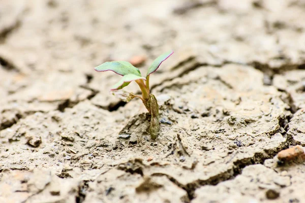 Baum wächst durch trockenen rissigen Boden — Stockfoto