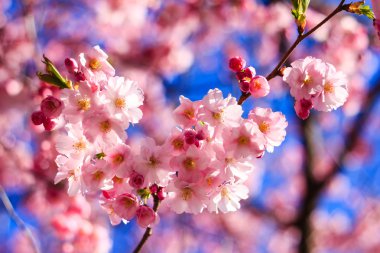 Pembe Sakura çiçek çiçeklenme