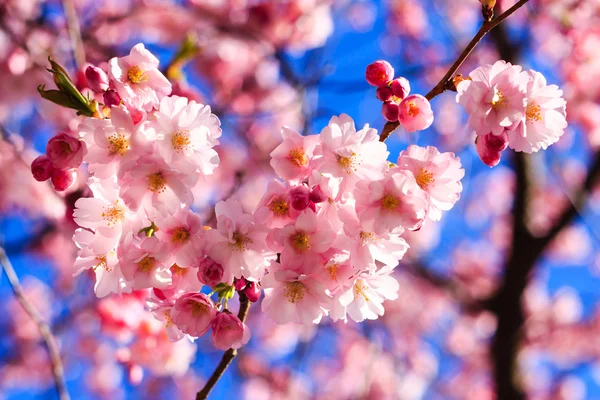 Pink Sakura flower blooming — Stock Photo, Image