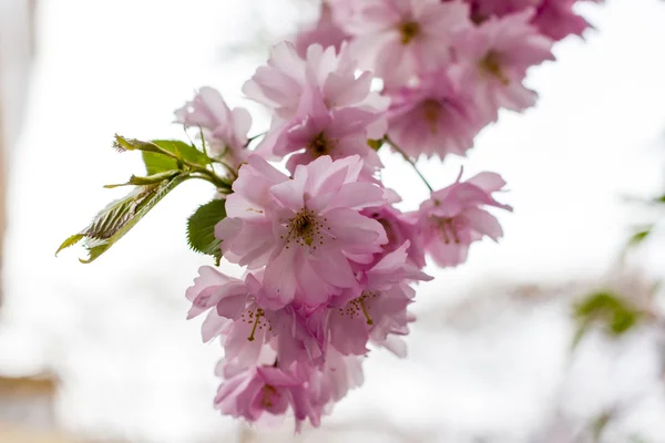 Różowy Sakura kwiat kwitnący — Zdjęcie stockowe