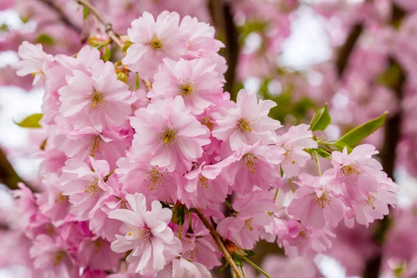 Růžový květ Sakura kvetoucí — Stock fotografie