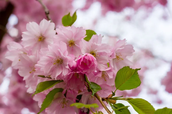 Růžový květ Sakura kvetoucí — Stock fotografie