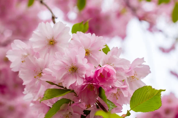 ピンクの桜の花が咲いています。 — ストック写真