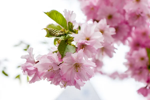 ピンクの桜の花が咲いています。 — ストック写真