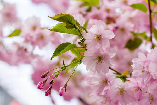 Розовый цветок Сакуры — стоковое фото