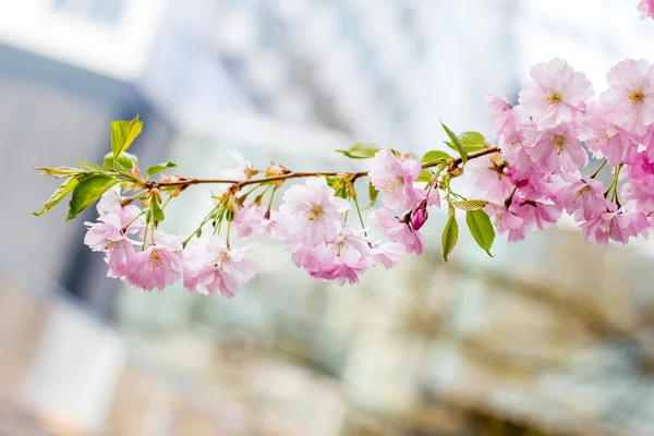 Růžový květ Sakura kvetoucí — Stock fotografie