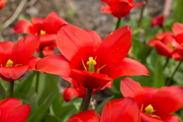 Colorful tulips, tulips in spring — Stock Photo, Image