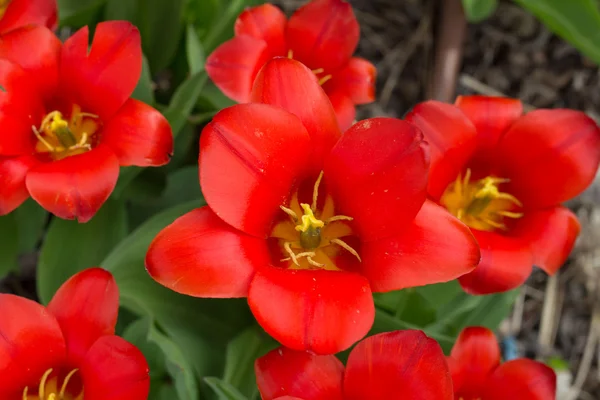 Colorful tulips, tulips in spring — Stock Photo, Image