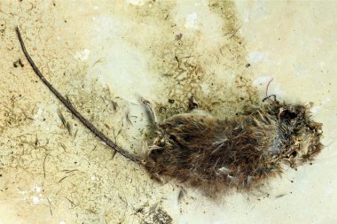 Dead rat clipart