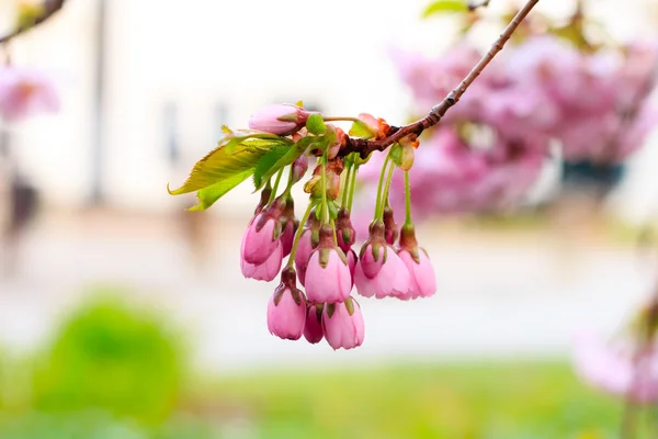 Růžový květ Sakura kvetoucí — Stock fotografie