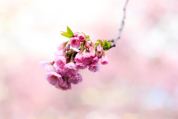 Růžový květ Sakura kvetoucí — Stock fotografie