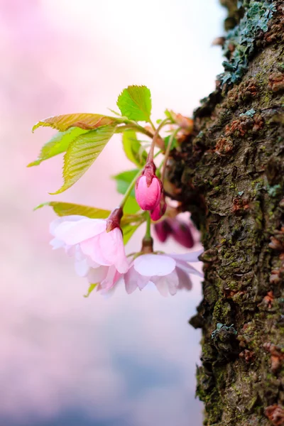 Rosa Sakura blomma blommar — Stockfoto