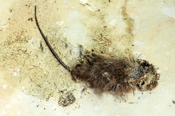Ratto morto — Foto Stock