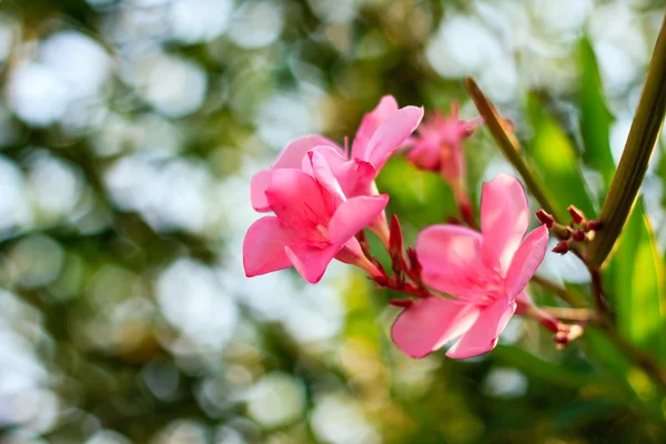 ピンクの花 — ストック写真