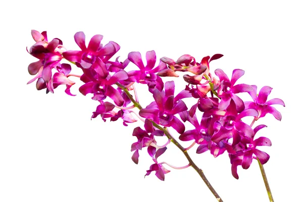 白を基調とした紫色の蘭 — ストック写真