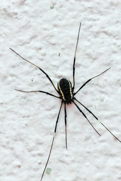 Büyük bir siyah örümcek yakın çekim — Stok fotoğraf