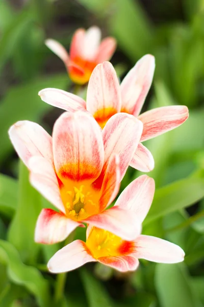 Colorful tulips, tulips in spring — Stock Photo, Image