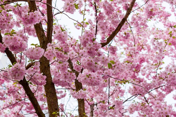 Fiore rosa Sakura fioritura — Foto Stock