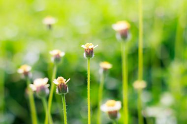 Küçük çayır çiçek çiçeklenme